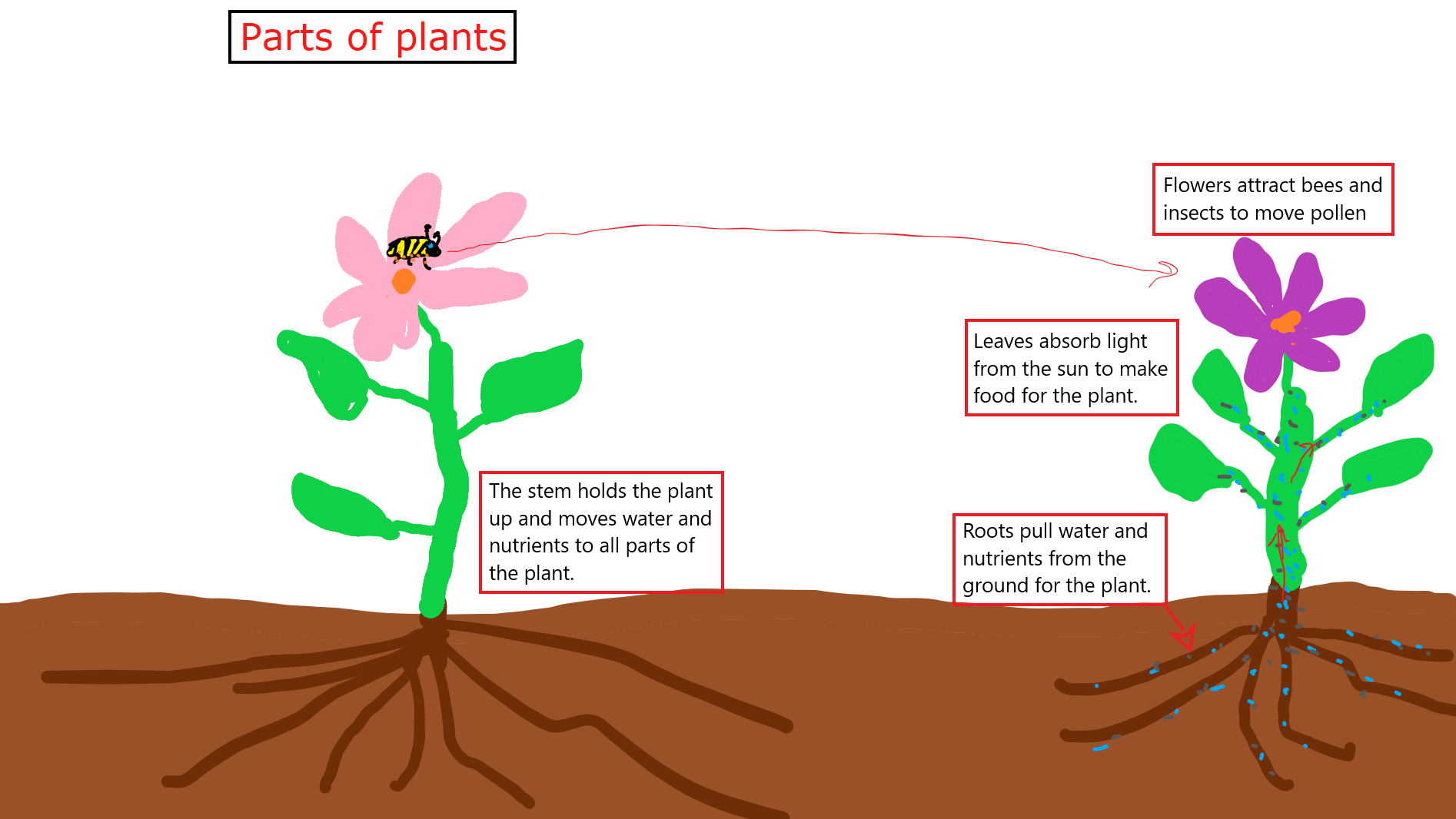 Parts of plants Drawing